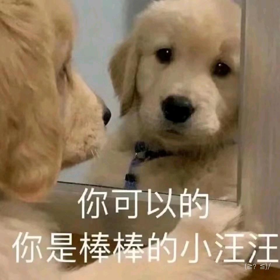一只小狗罢了