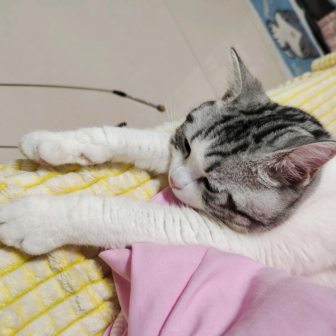 树懒不想在健身房走位头像
