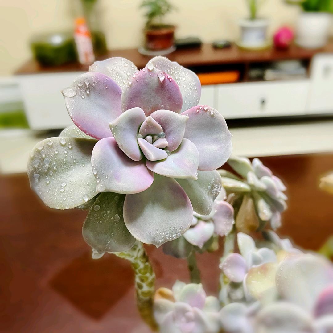 紫乐