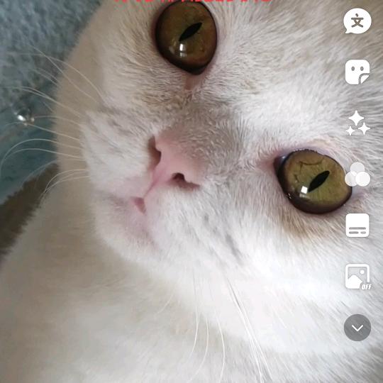 喵喵宝