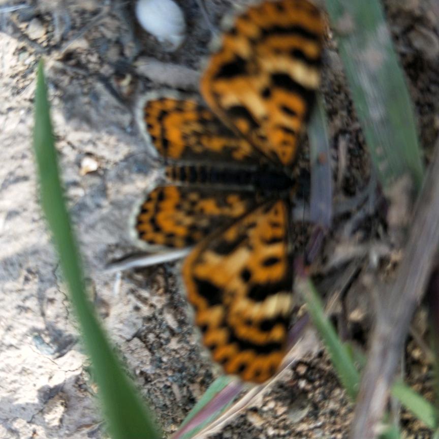 山西临汾刀迷天生丽质