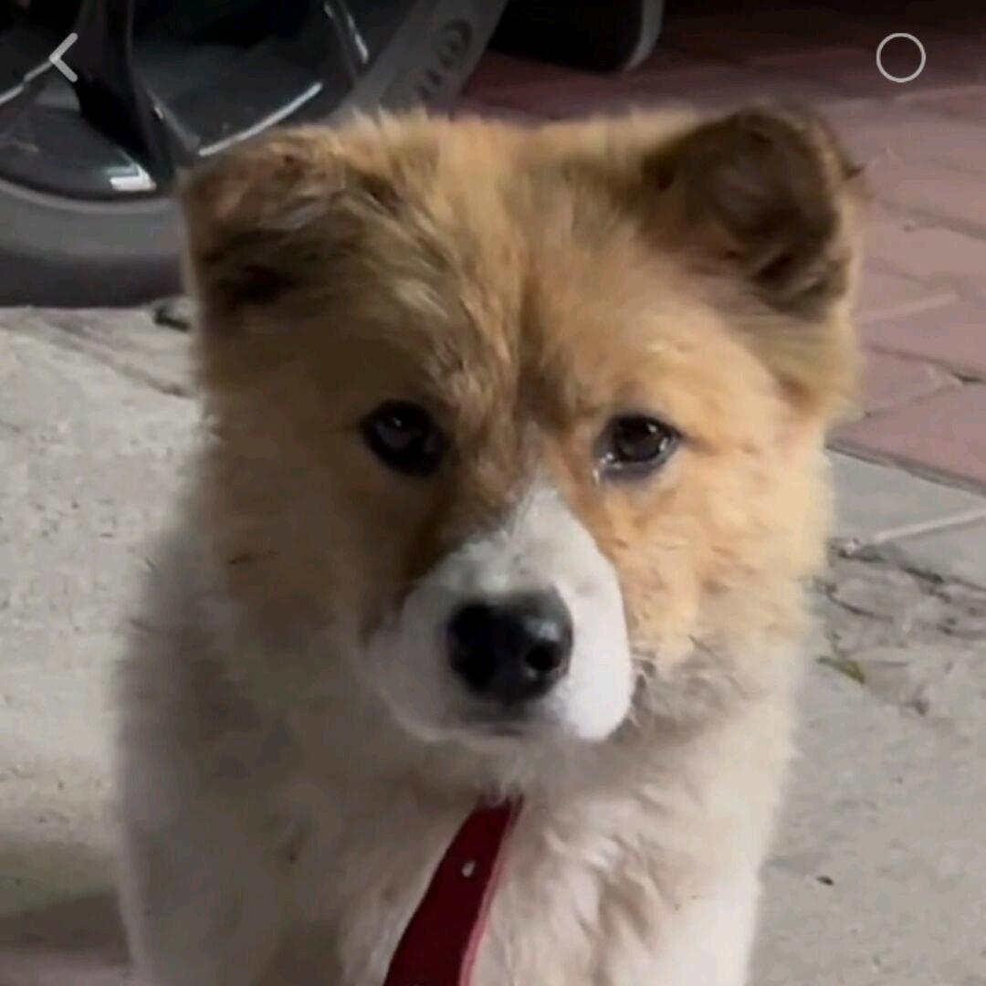 霜变雾