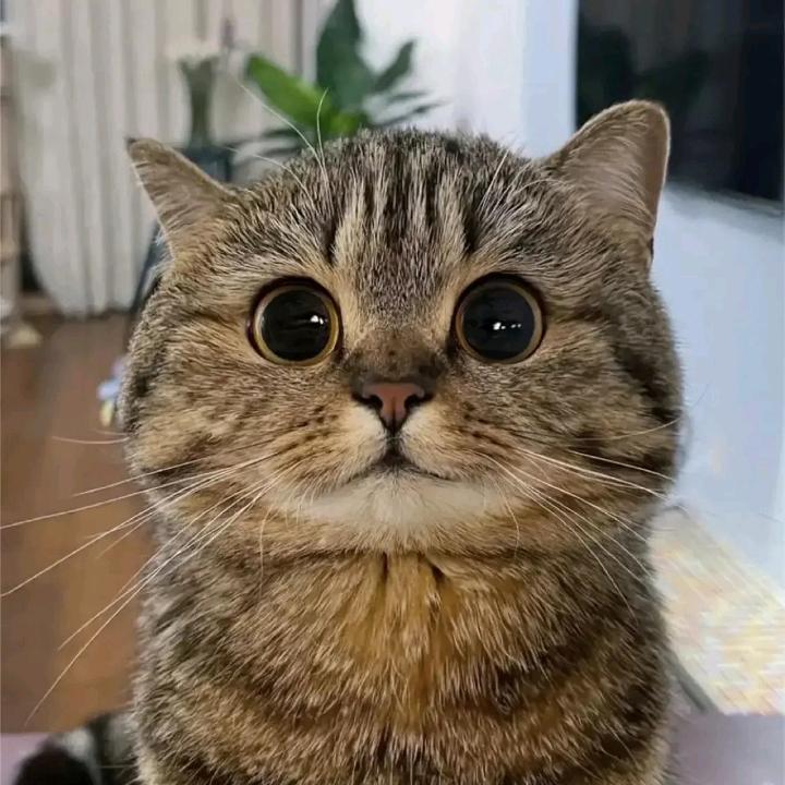 如众