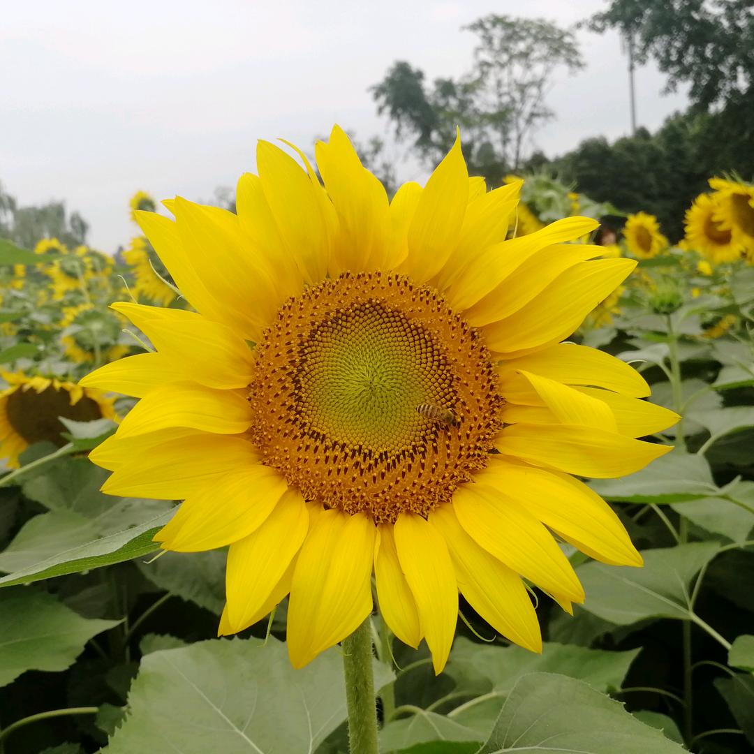 星河欲转千帆舞