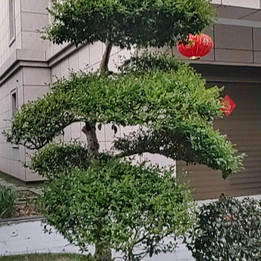 诱惑