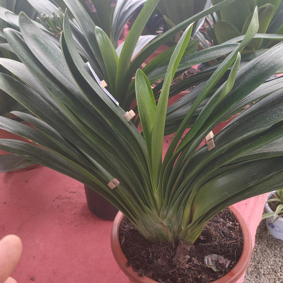 城西花卉