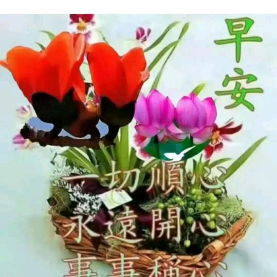 红十字会，会姐