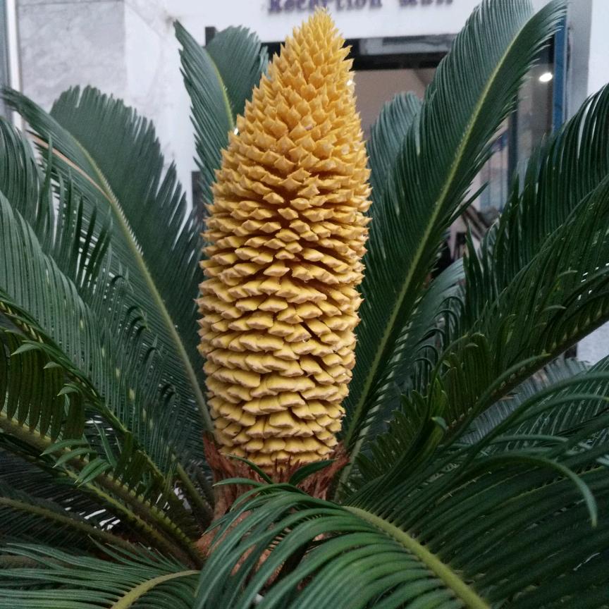 刘苹