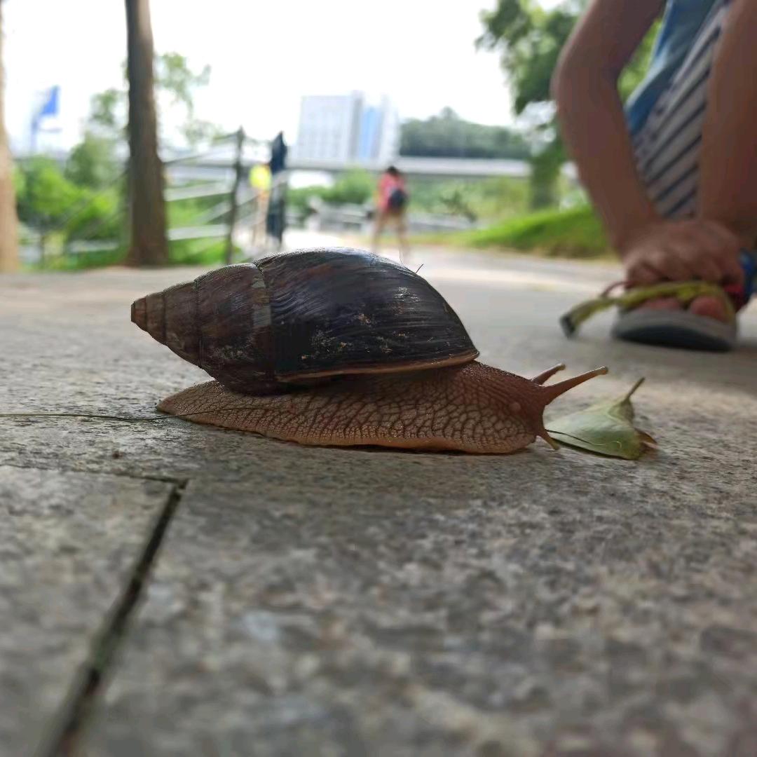 老蚂蚁