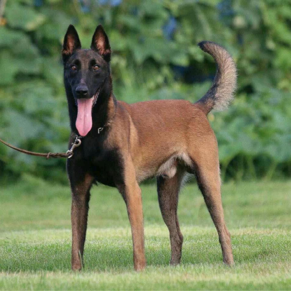 马犬养殖之家