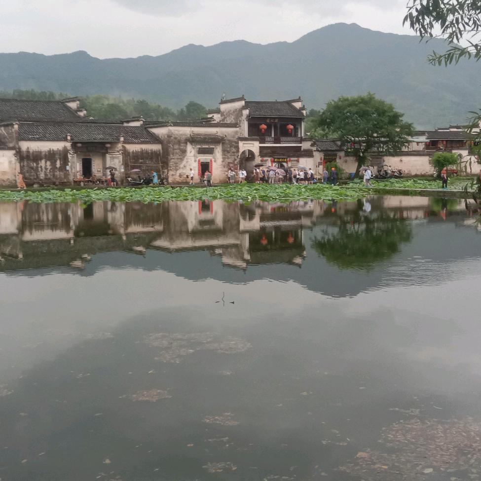 老七妹