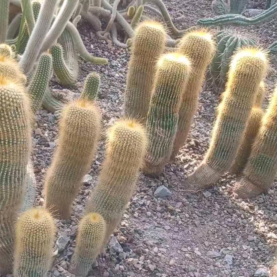 我的思念