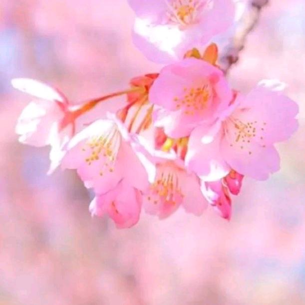 💞ꦿ᭄ཽ࿆☞yuan余生安好💞