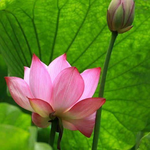桂群
