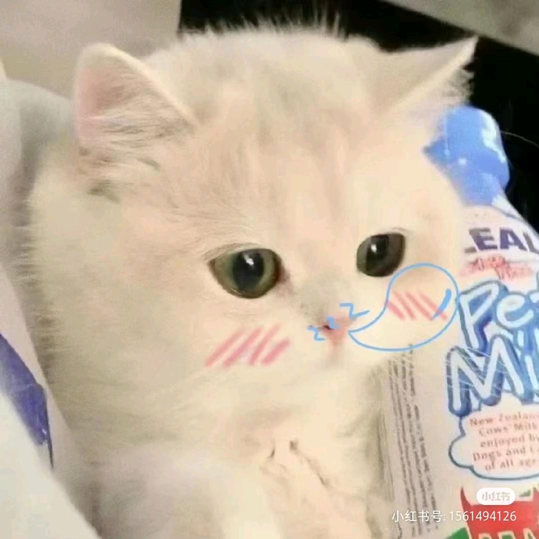 小灰灰.