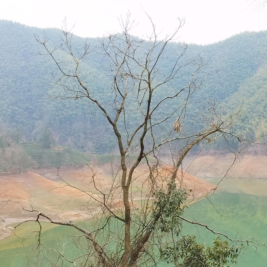 忘忧草（拒绝连赞）