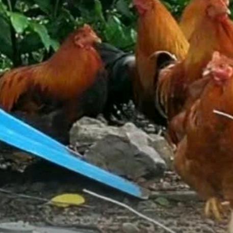 高州市新垌镇明星活鸡行