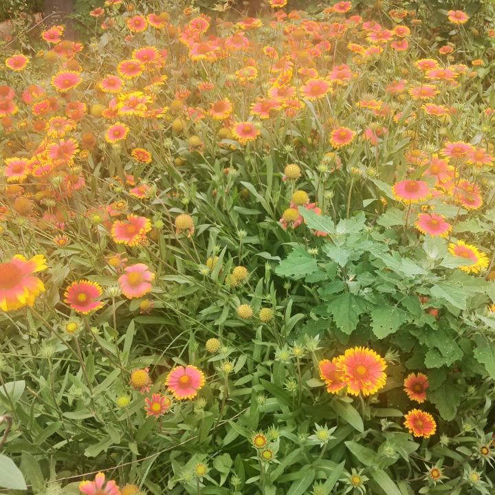 慧