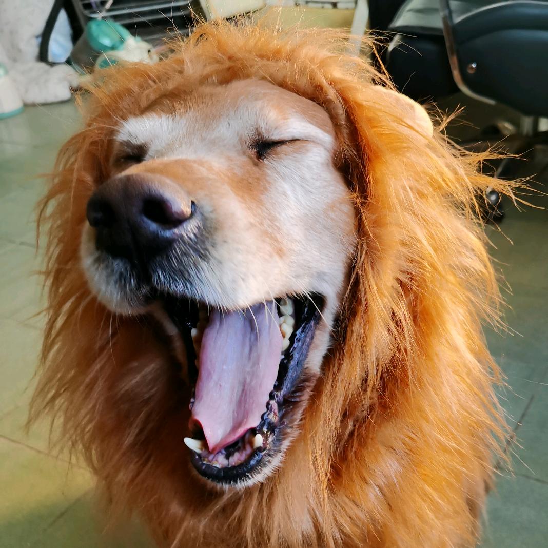 七狗海