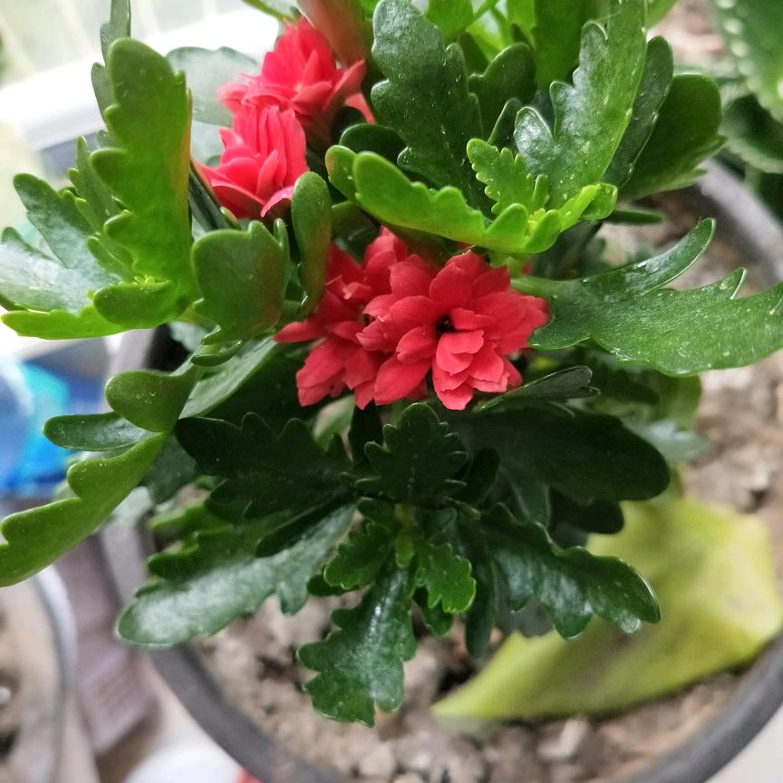 春夏秋冬*