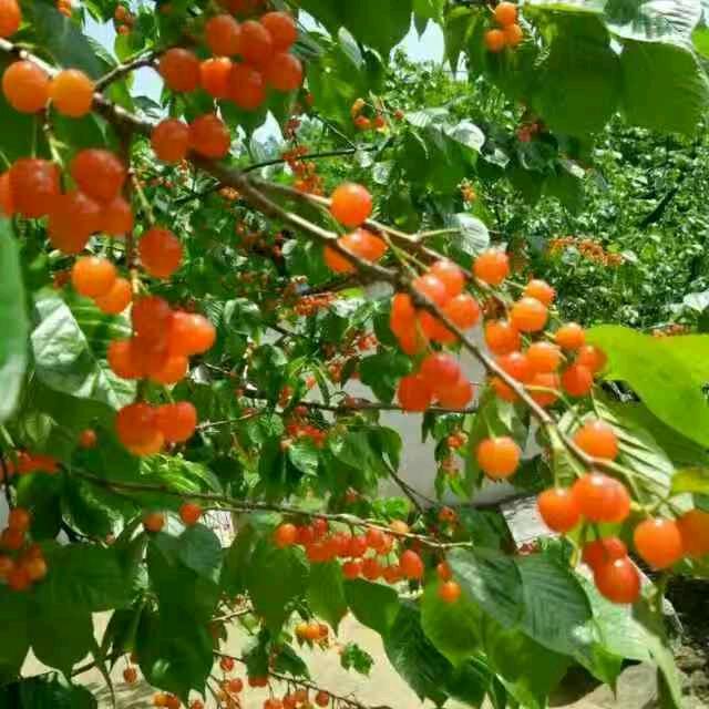 美好 明天