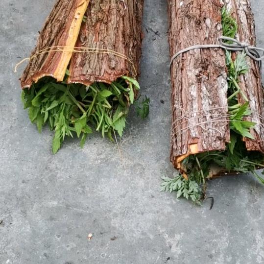 毛毛虫