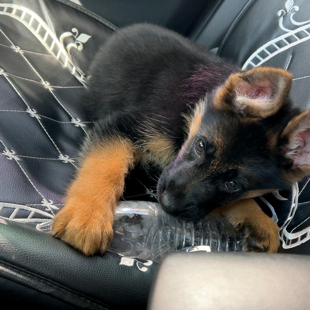 黑锋是个嘤嘤怪🐶