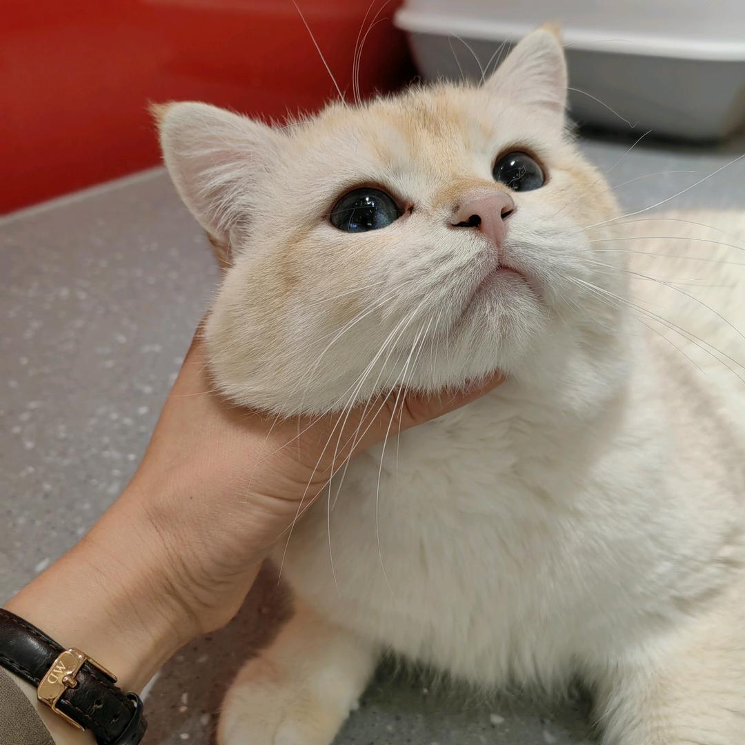 悦悦