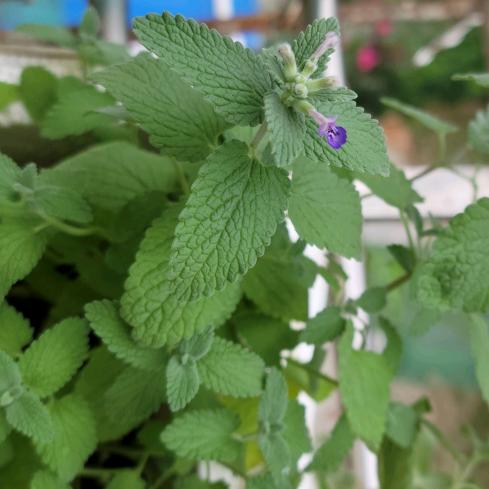 好好看的(｡･ω･｡)ﾉ♡