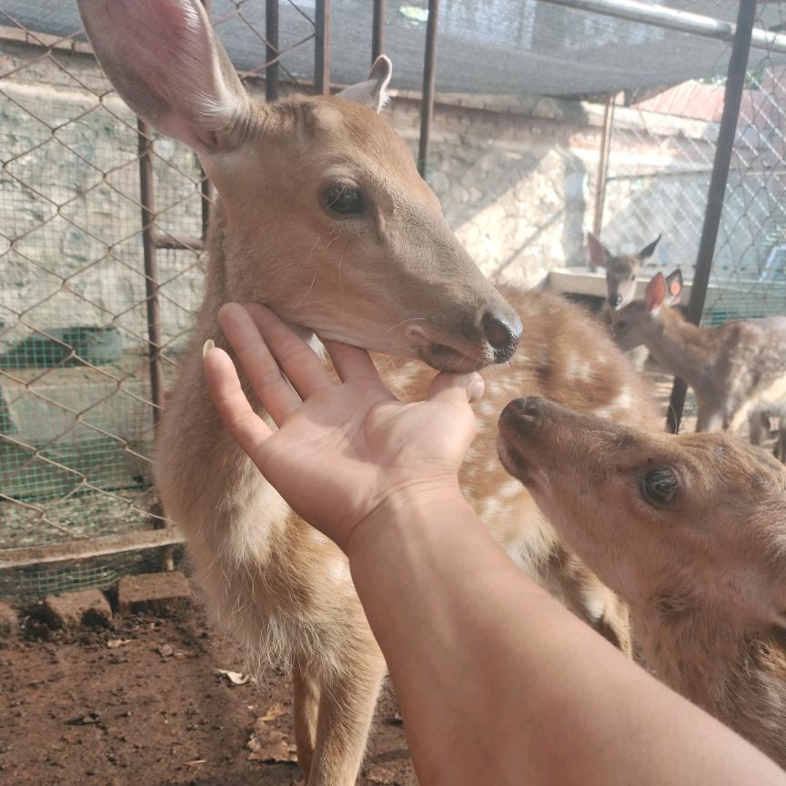 梅花鹿🦌
