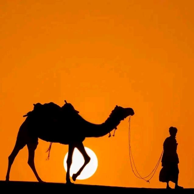 骆驼🐫祥子
