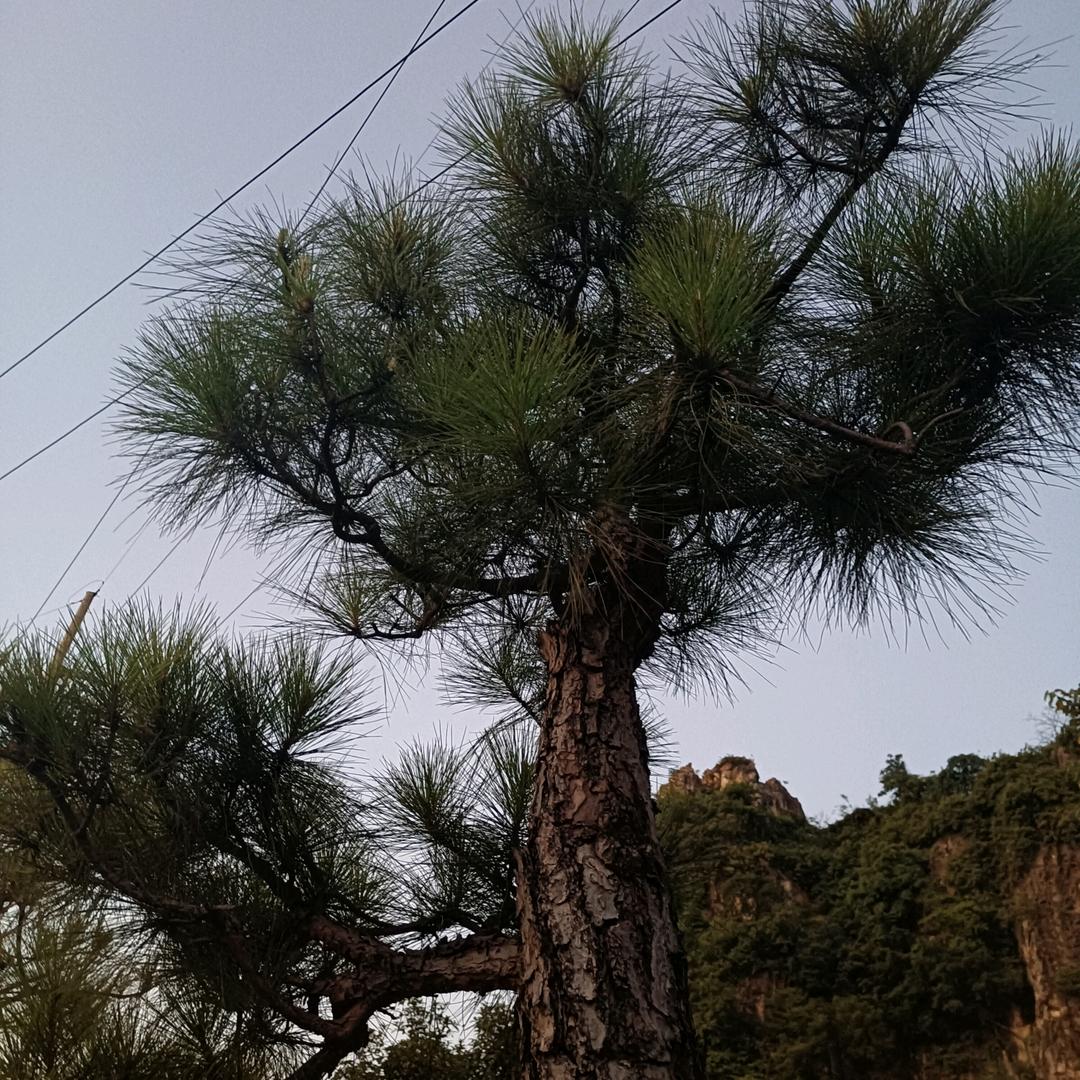 松就南山