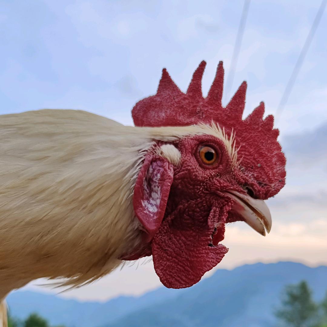 岭上飞鸡(兴山县)