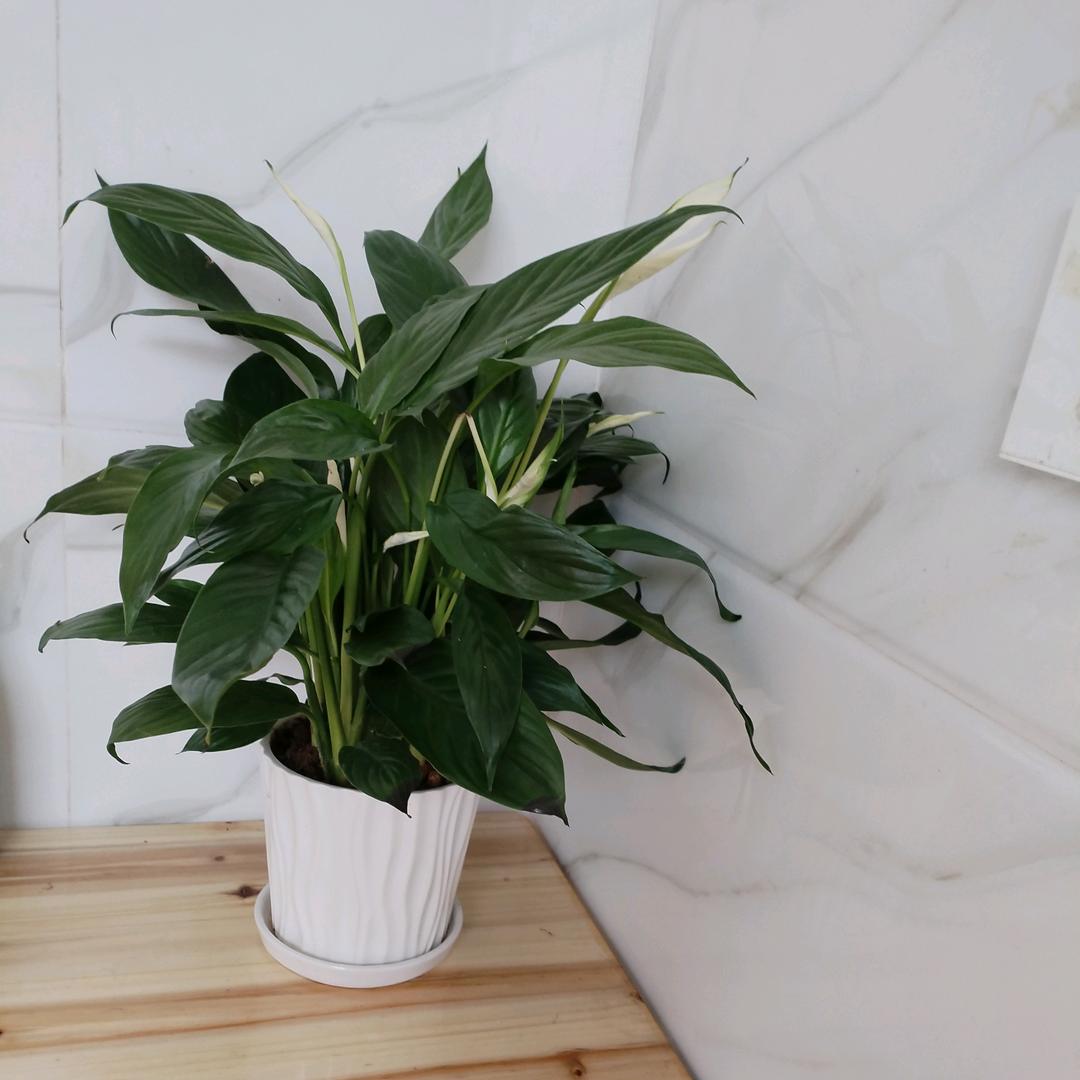 @🌈᭄凡尘ᝰᩚ不渡ꦿ໌ᮨ