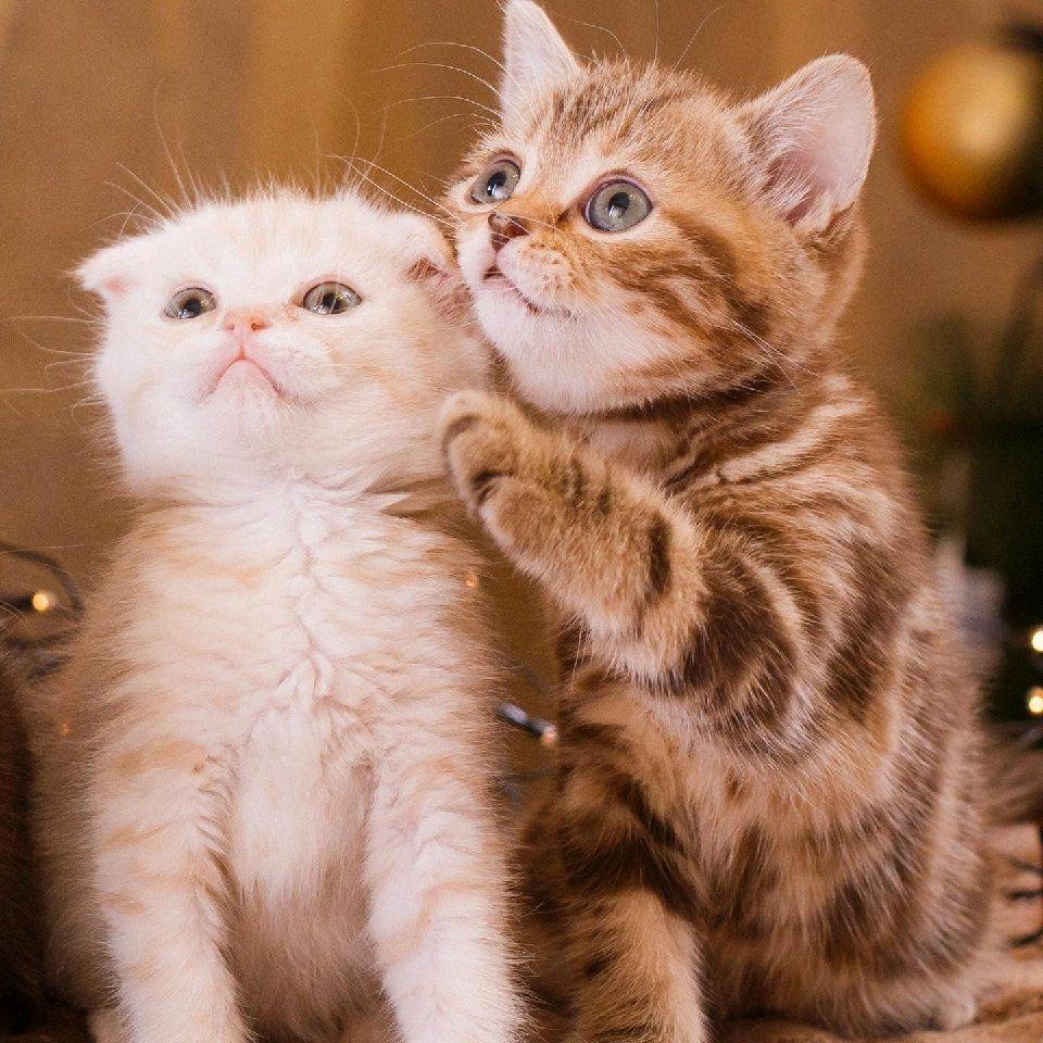 ღᩚ᭄思念ৡᩚ࿐