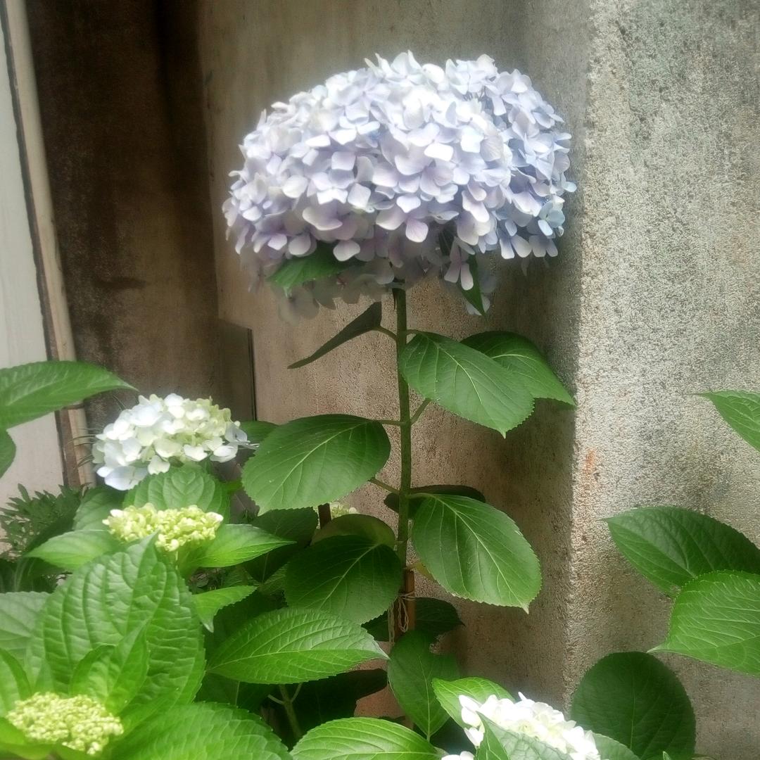 阳光在风雨后