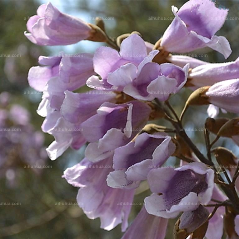 黄先生（梧桐农场）