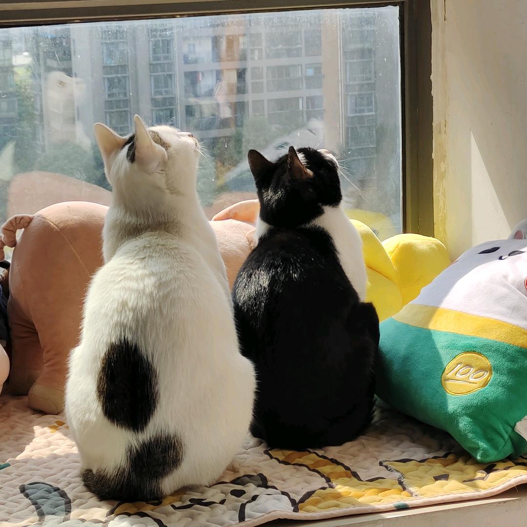 是歪歪和丑丑呀🐱