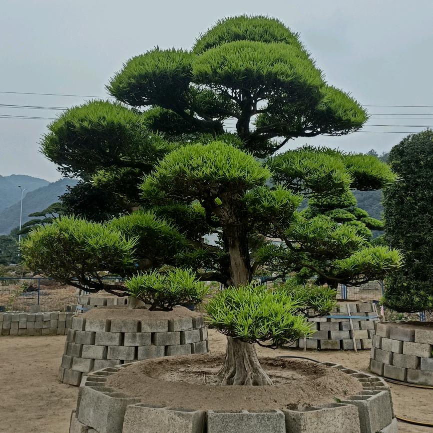 小芳绿苑造型罗汉松
