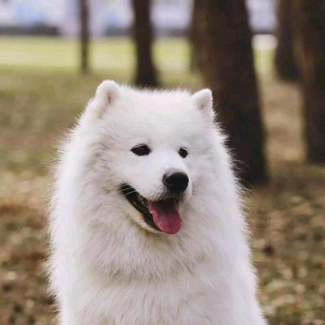 用户4108998155401搬砖丑角