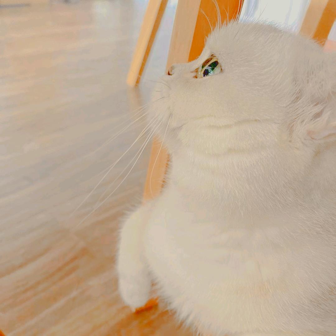 满眼芳菲总寂寥