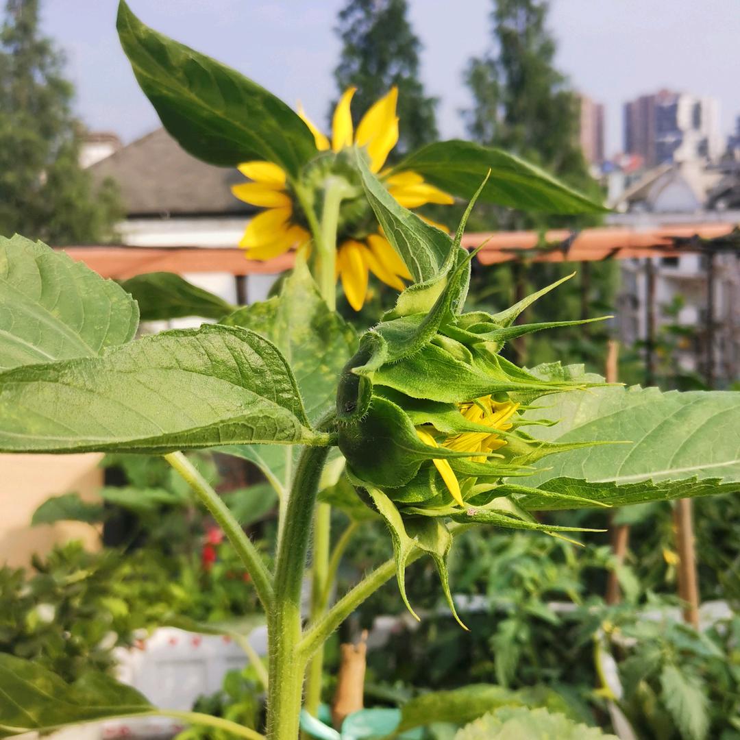 慈银艾草加工厂