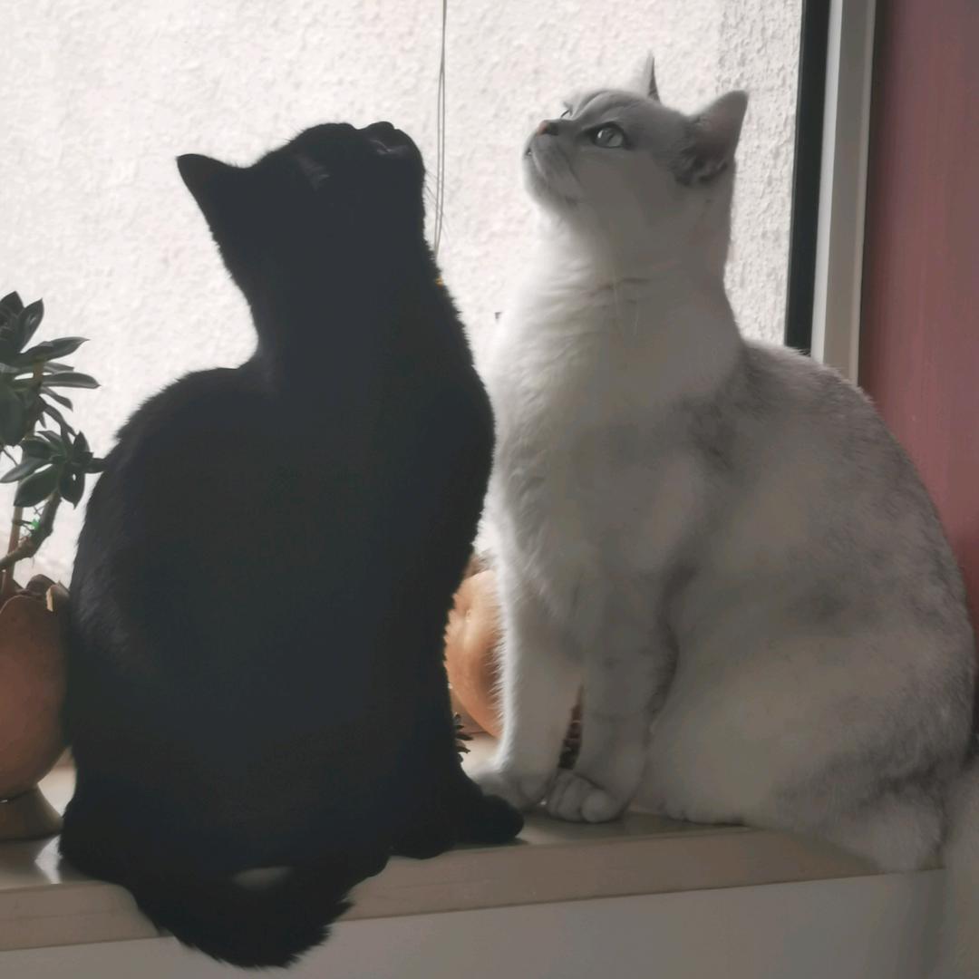 伊人心语