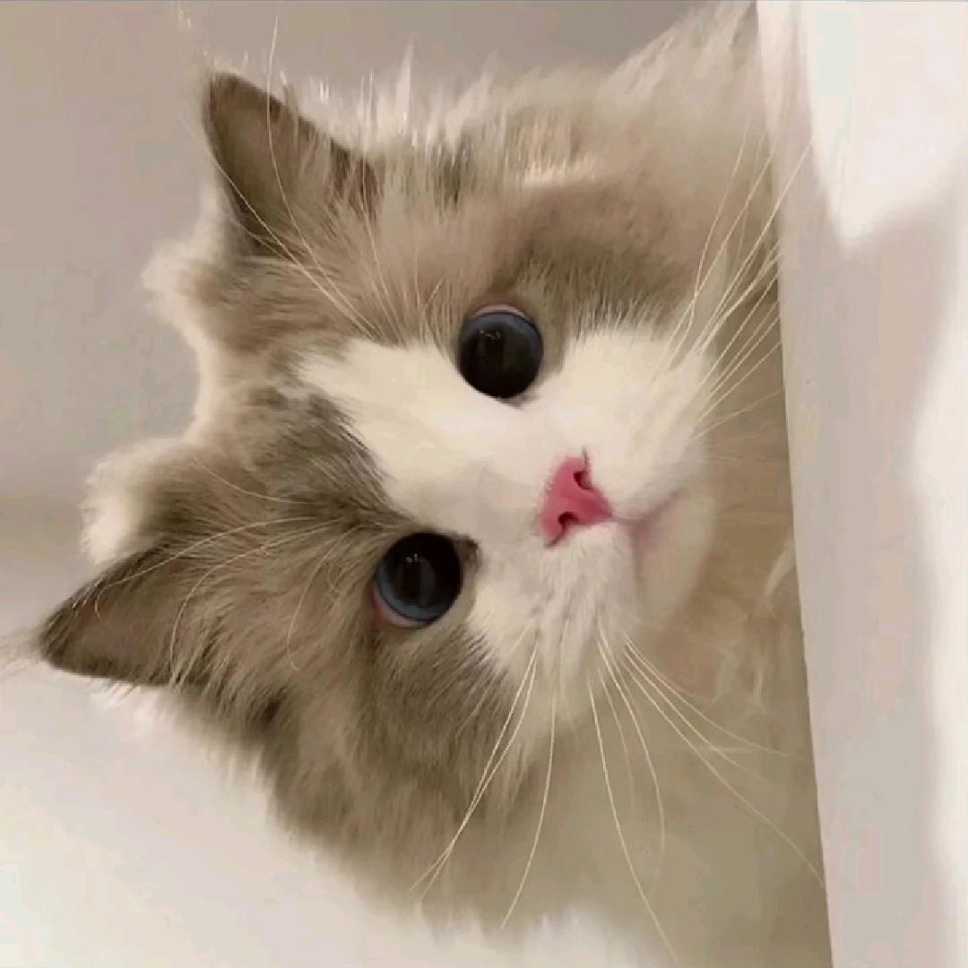 小白优选