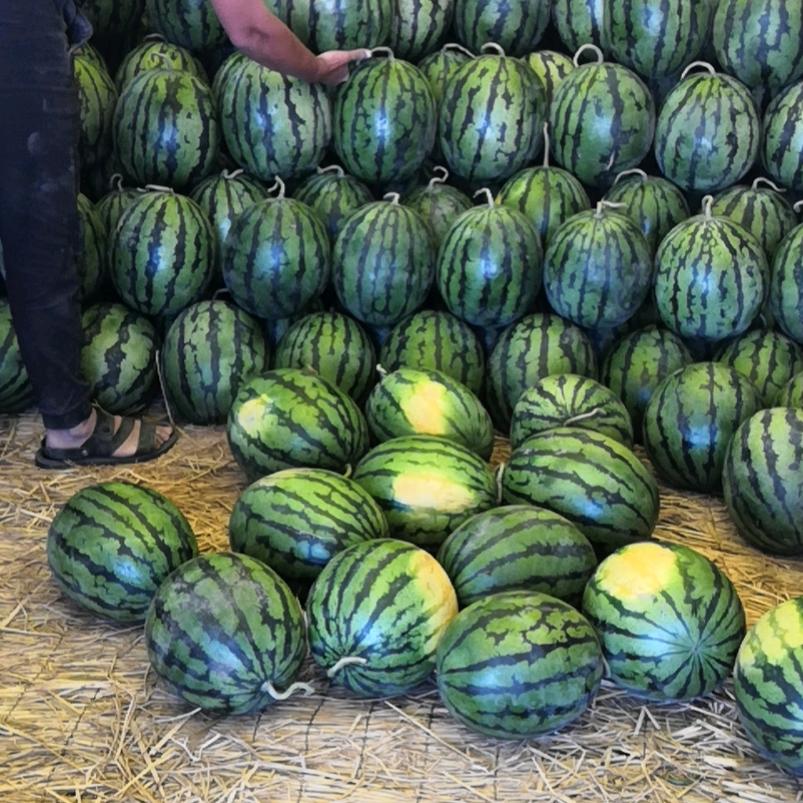 保定清苑张登瓜果蔬菜购销