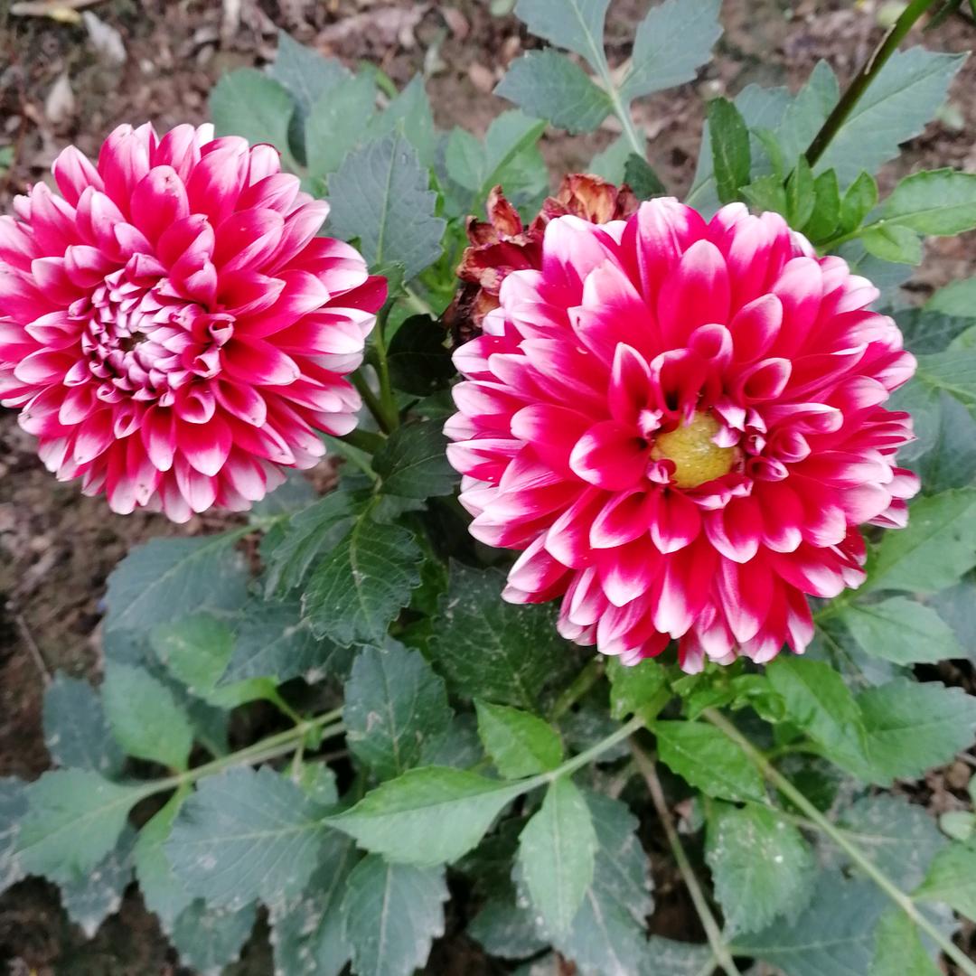 未来的我