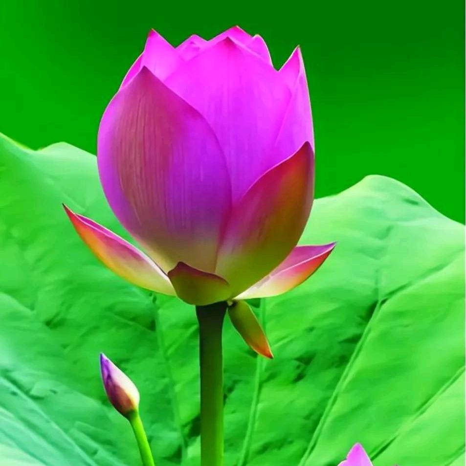 王大姐.一生平安