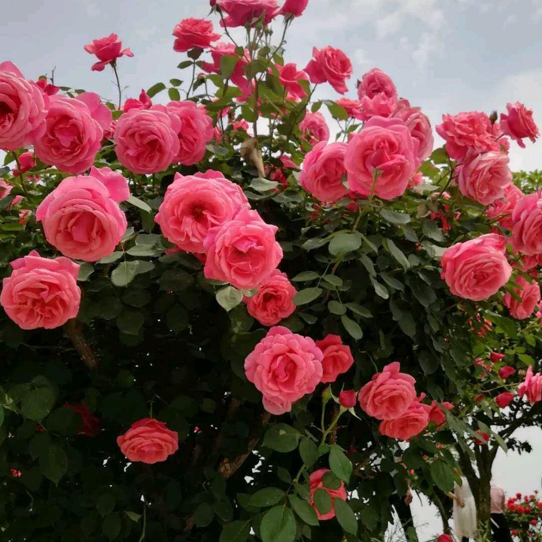 🌺一帆风顺