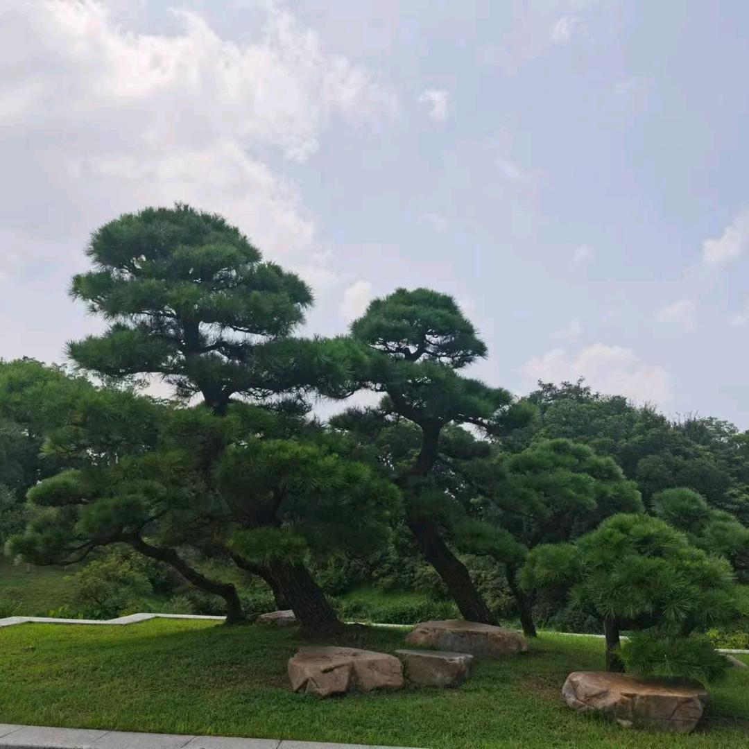 独狼