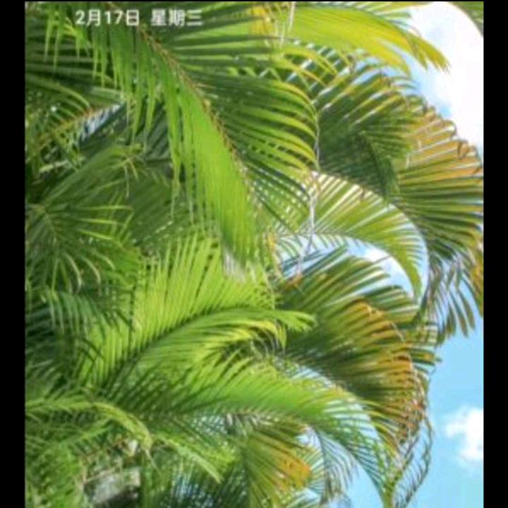 简单